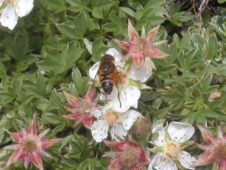 Potentilla nitida /  cinquefoglia delle Dolomiti